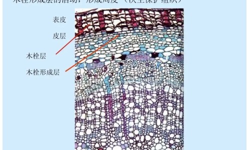 【孕妇感冒了吃点什么药好呢!】孕妇感冒咳嗽吃什么药 - 孕妇感冒了吃点什么网